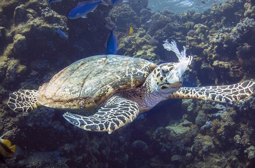 海龟塑料袋